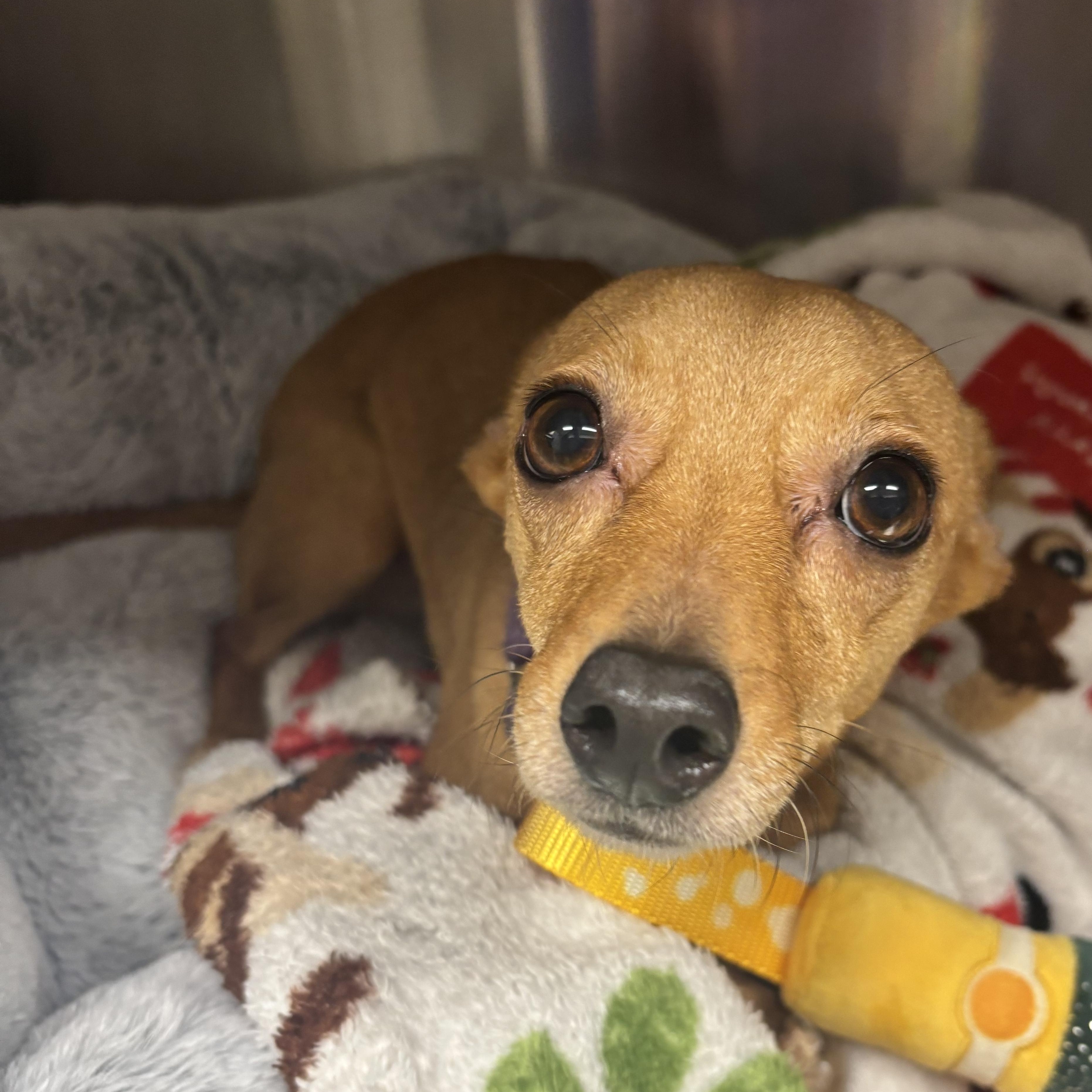 Enlarge Titi, a ADOPTABLE Chihuahua in Liberty, MO image 2/4