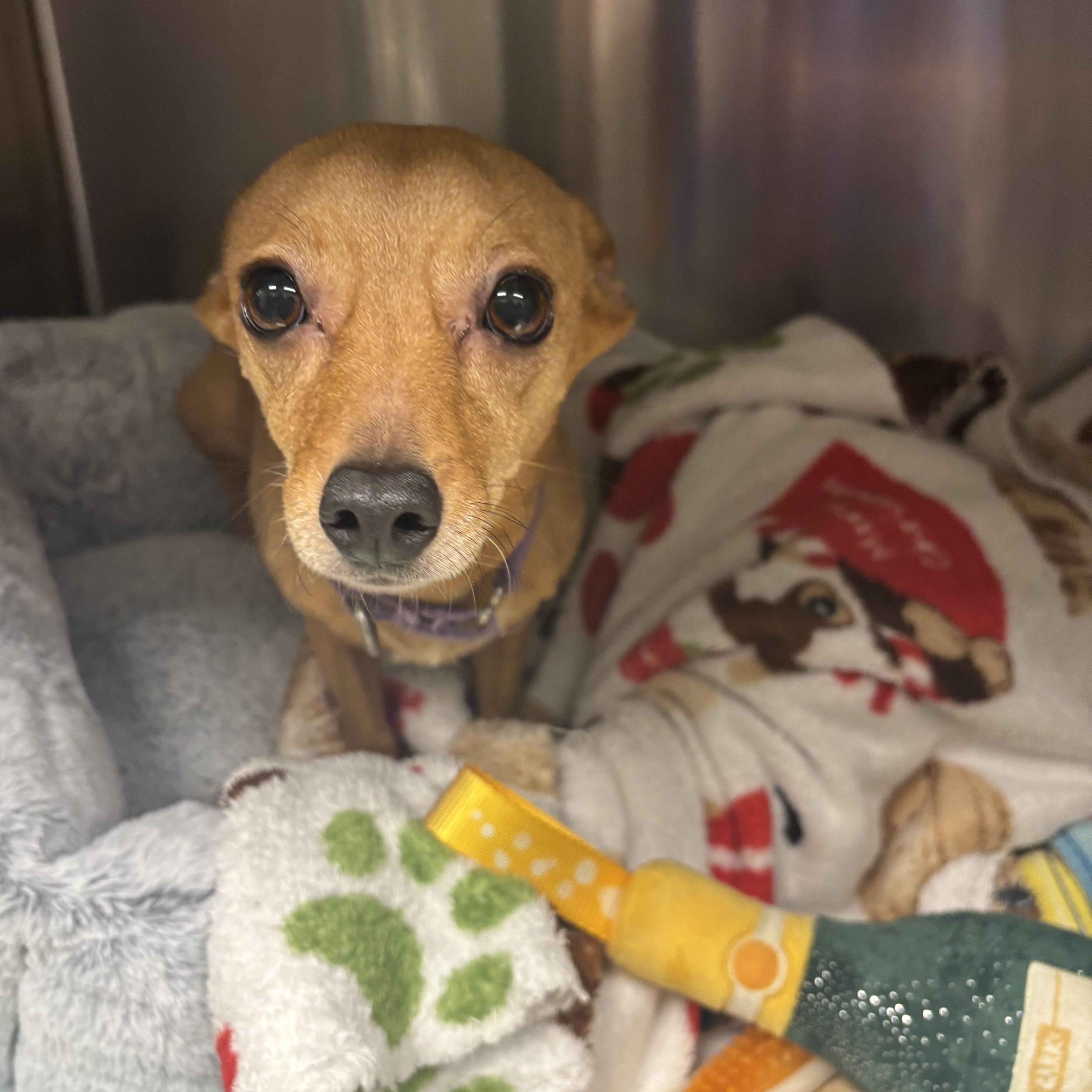 Enlarge Titi, a ADOPTABLE Chihuahua in Liberty, MO image 4/4