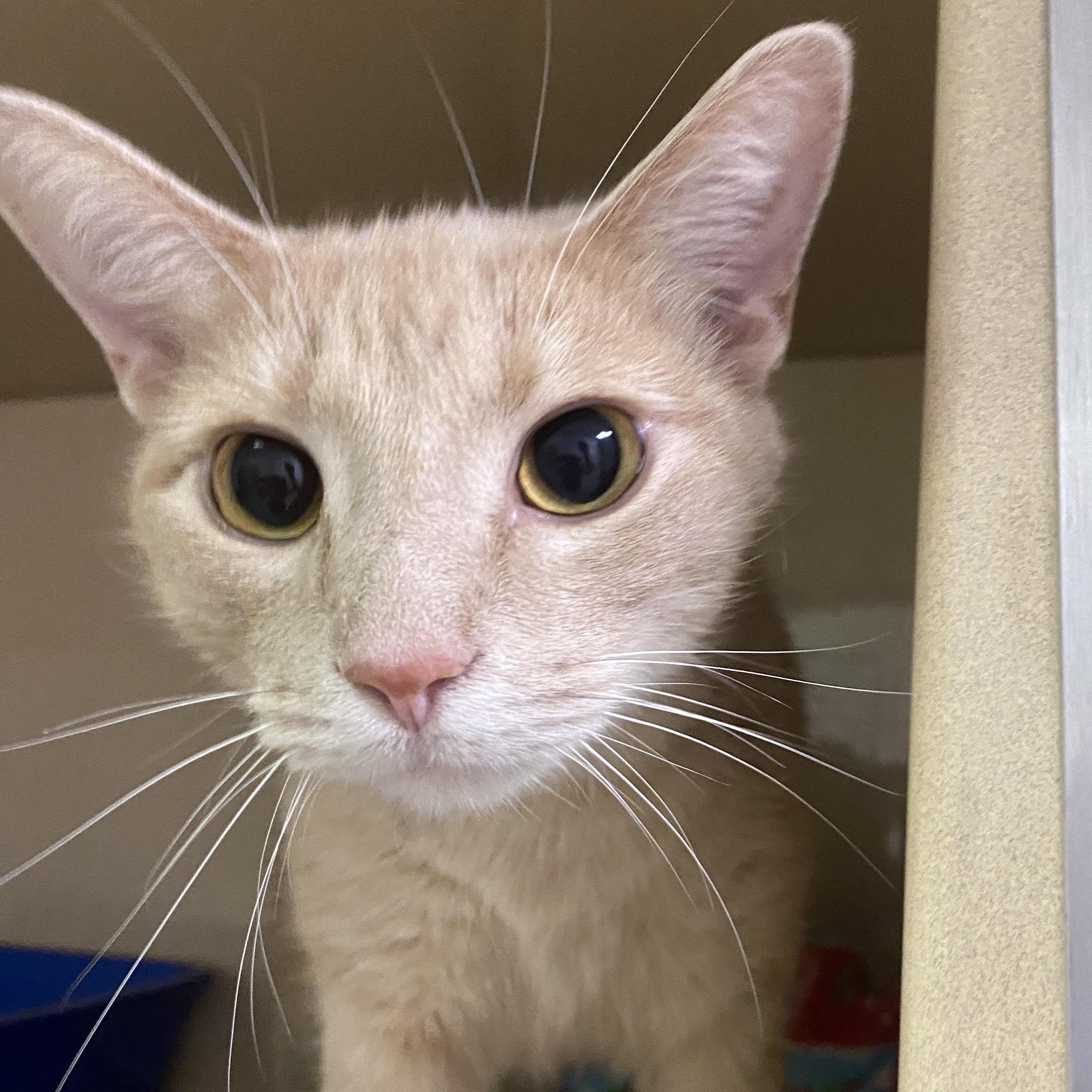 Buffy, Adult Male unknown