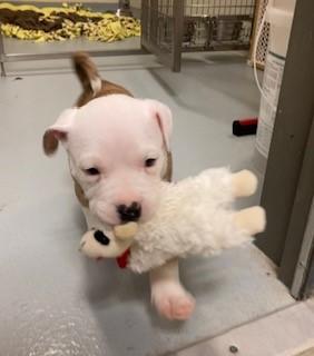 Chickpea, adopted, Puppy Female Pit Bull Terrier.