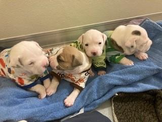 Enlarge Chickpea, an adopted Pit Bull Terrier in Mason City, IA image 2/2