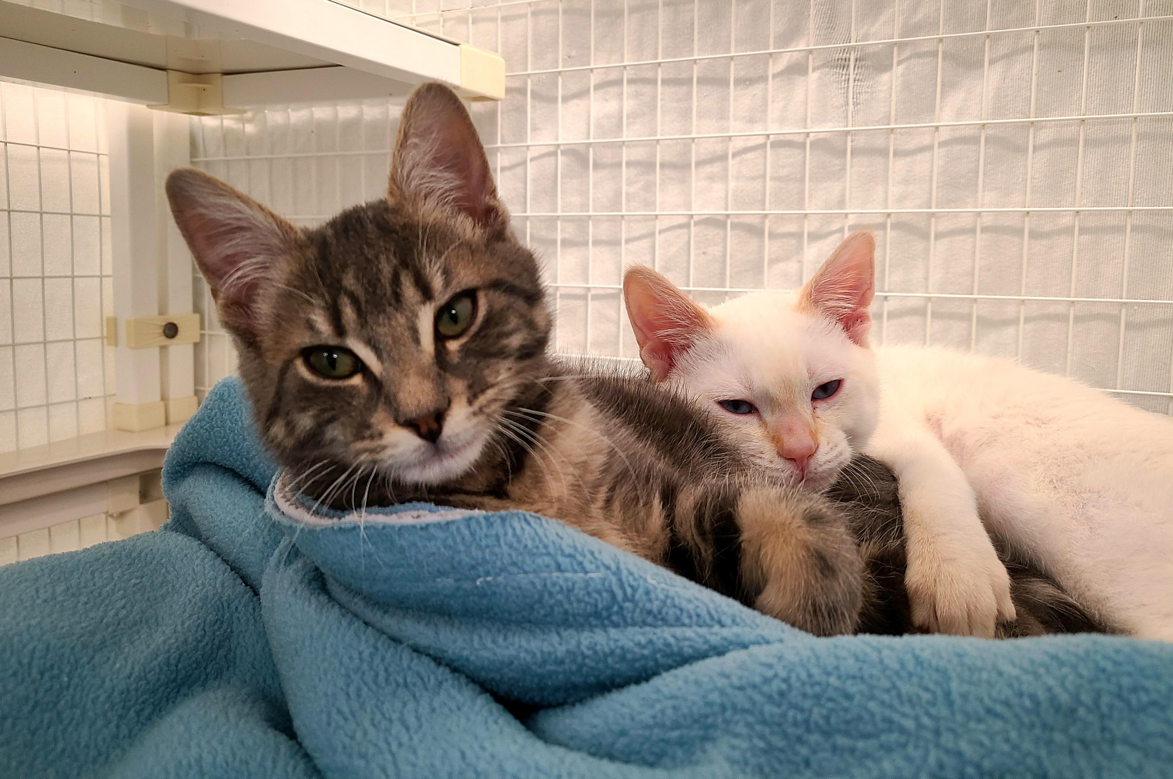 Fireball & Guiness, ADOPTABLE, Kitten Male Siamese.
