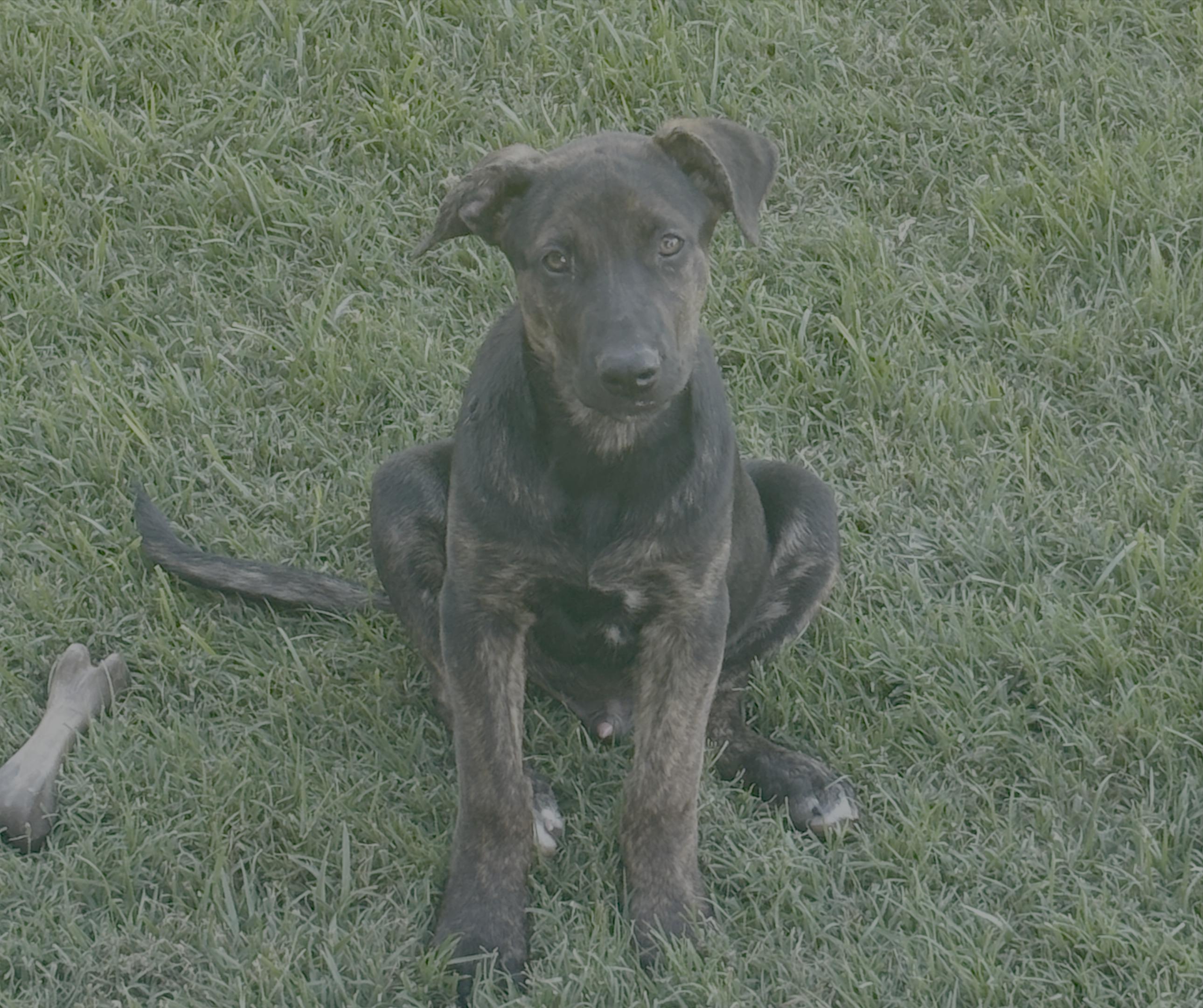 Enlarge Atlas, a Adoptable mixed breed in Atwater, CA image 1/1