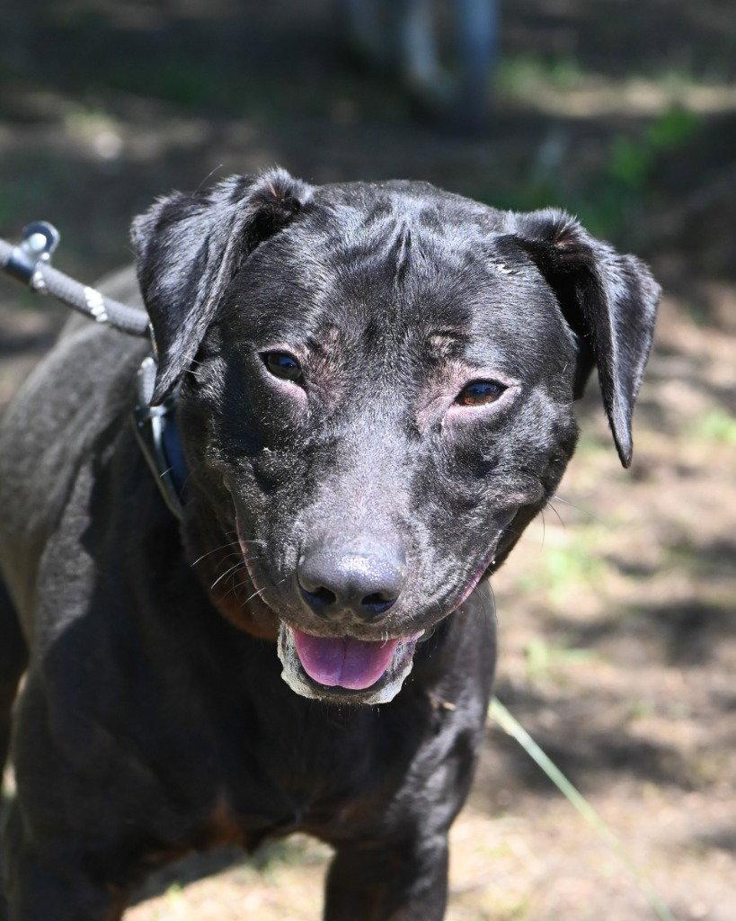 Enlarge DA 12 Jack, a Adoptable mixed breed in Glen Allen, VA image 1/3