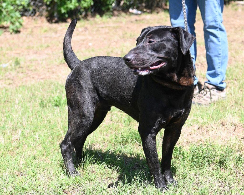 Enlarge DA 12 Jack, a Adoptable mixed breed in Glen Allen, VA image 2/3