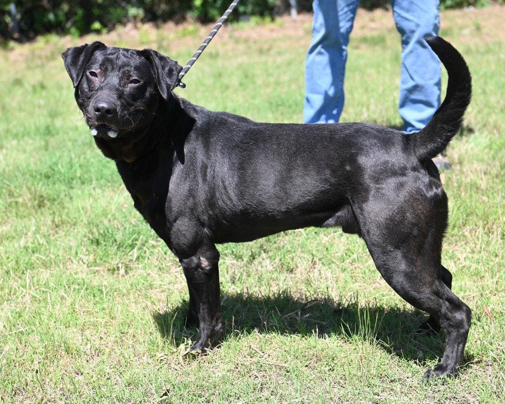 Enlarge DA 12 Jack, a Adoptable mixed breed in Glen Allen, VA image 3/3