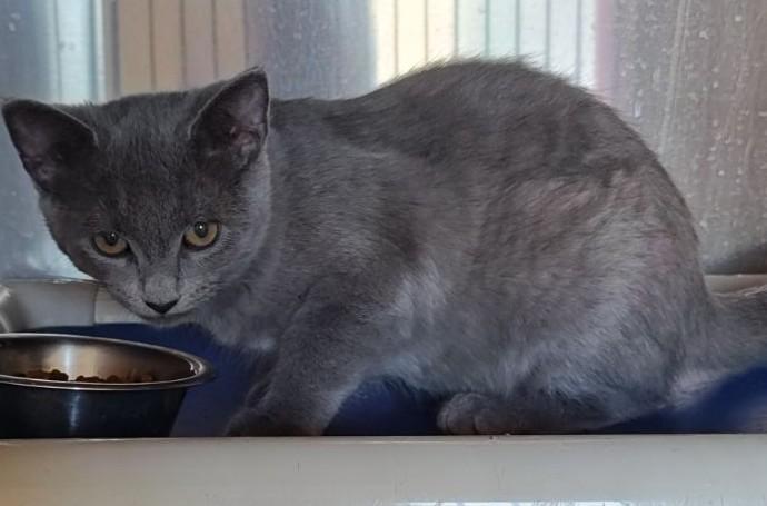 Josie, Adoptable, Young Female Domestic Short Hair.