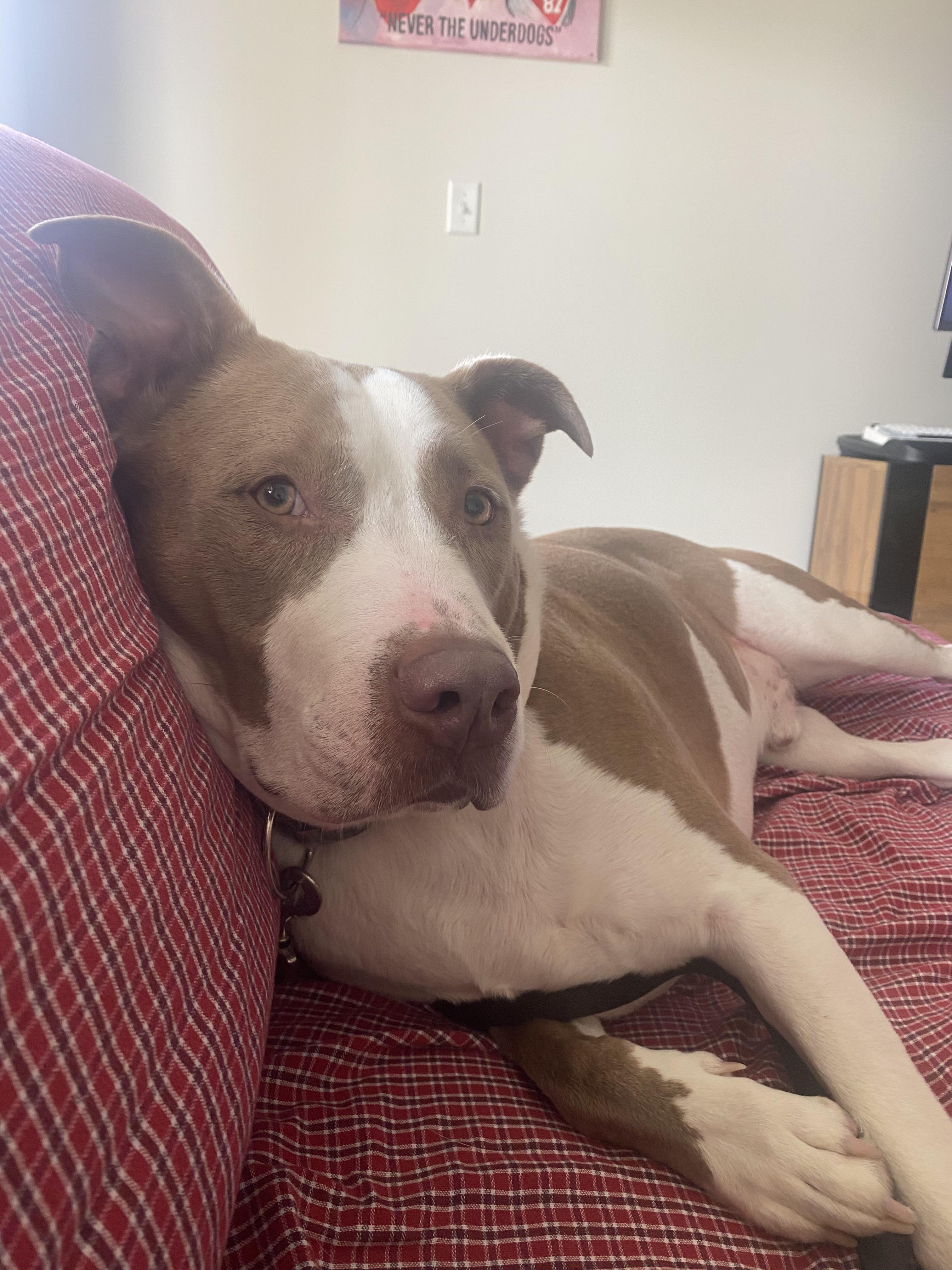 Jonah, an adoptable Pit Bull Terrier in Kansas City, MO, 64141 | Photo Image 1