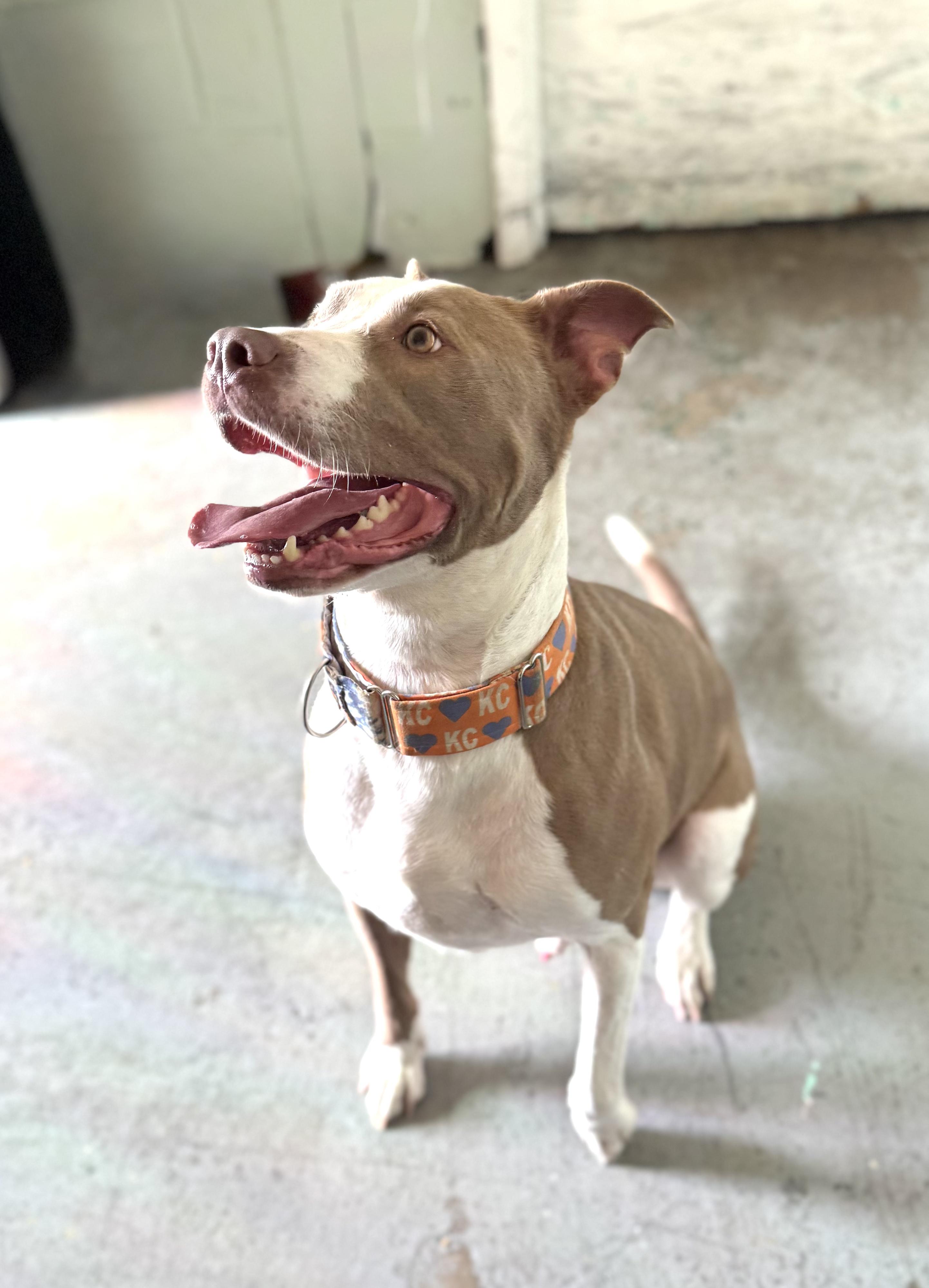 Jonah, an adoptable Pit Bull Terrier in Kansas City, MO, 64141 | Photo Image 6