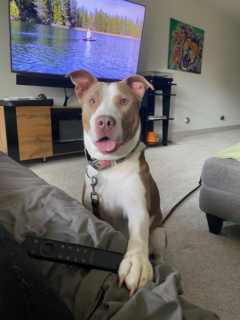 Jonah, an adoptable Pit Bull Terrier in Kansas City, MO, 64141 | Photo Image 4