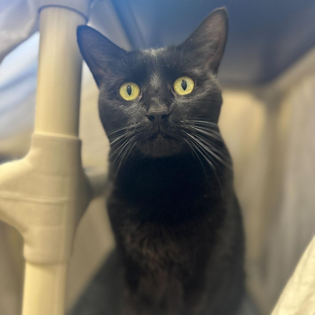 Enlarge Inky, a Adoptable mixed breed in Sonoma, CA image 3/4