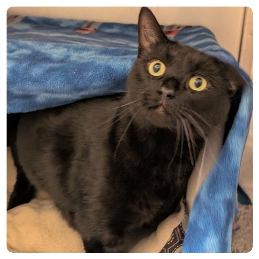 Inky, Adoptable, Adult Female Domestic Short Hair.