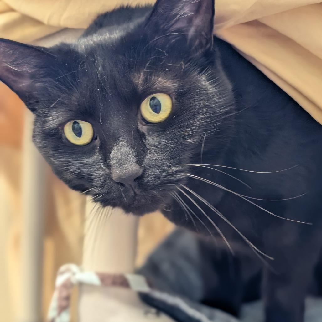 Enlarge Inky, a Adoptable mixed breed in Sonoma, CA image 4/4