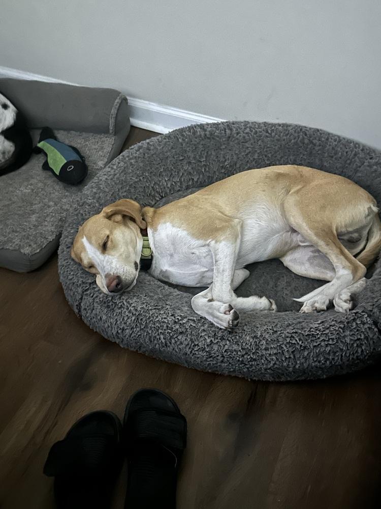 Frank, Adoptable, Young Male Treeing Walker Coonhound.