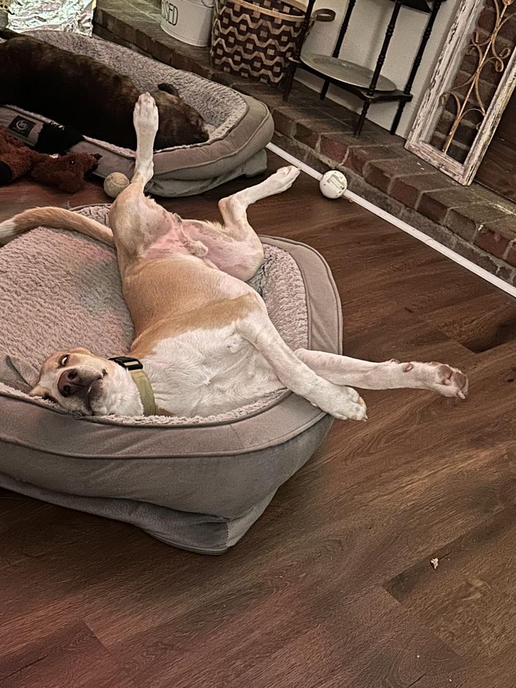 Enlarge Frank, a Adoptable mixed breed in South Mills, NC image 2/3