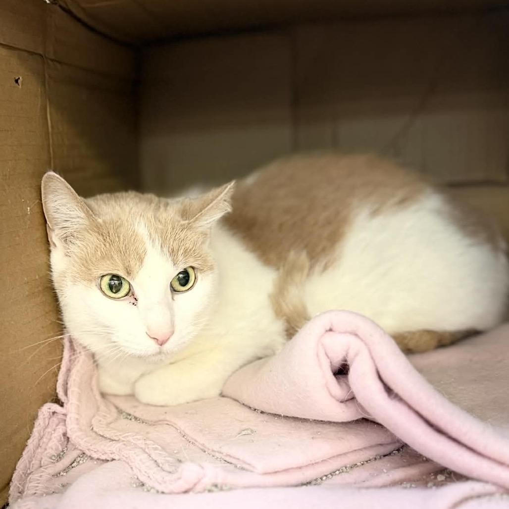 Callie, Adoptable, Senior Female Domestic Short Hair.
