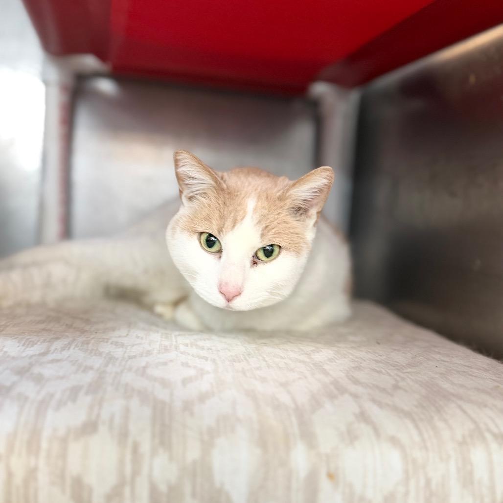 Enlarge Callie, a Adoptable Domestic Short Hair in Portage, MI image 2/3