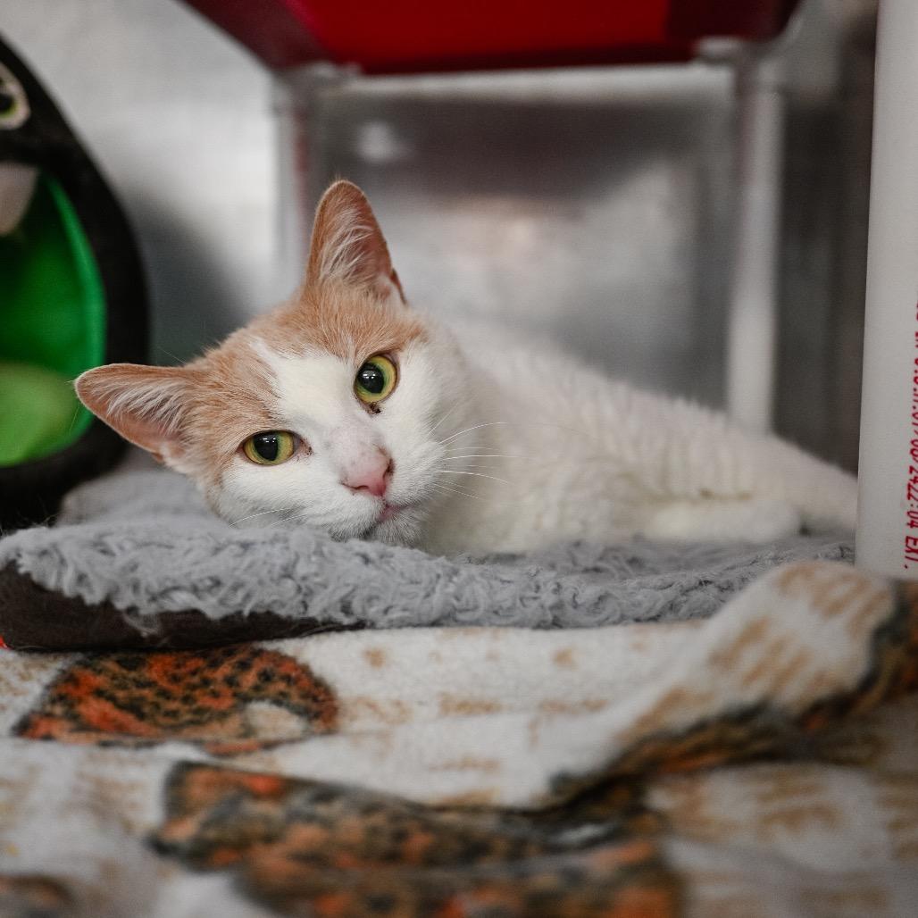 Enlarge Callie, a Adoptable Domestic Short Hair in Portage, MI image 3/3