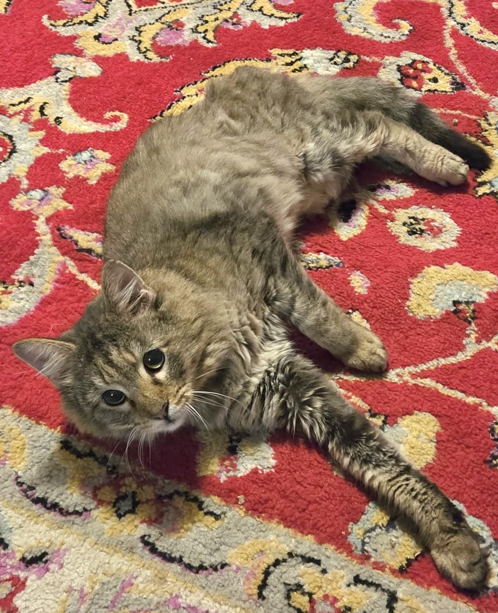 Enlarge Lion, a Adoptable Domestic Medium Hair in Pottsville, PA image 3/4