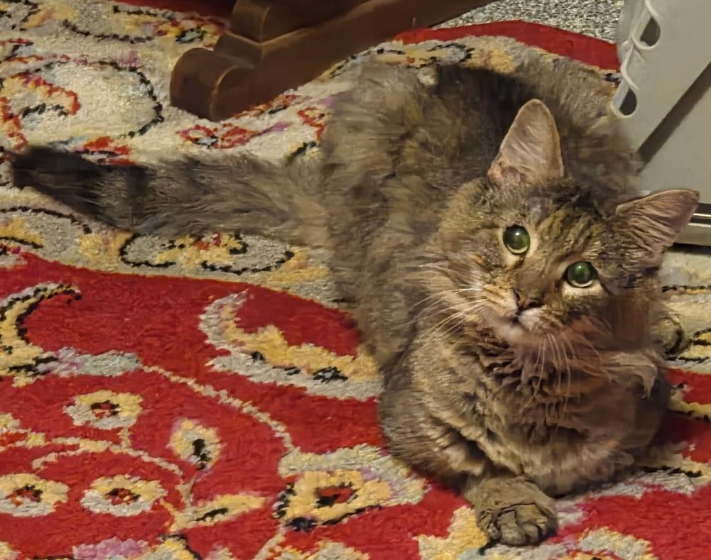 Enlarge Lion, a Adoptable Domestic Medium Hair in Pottsville, PA image 4/4