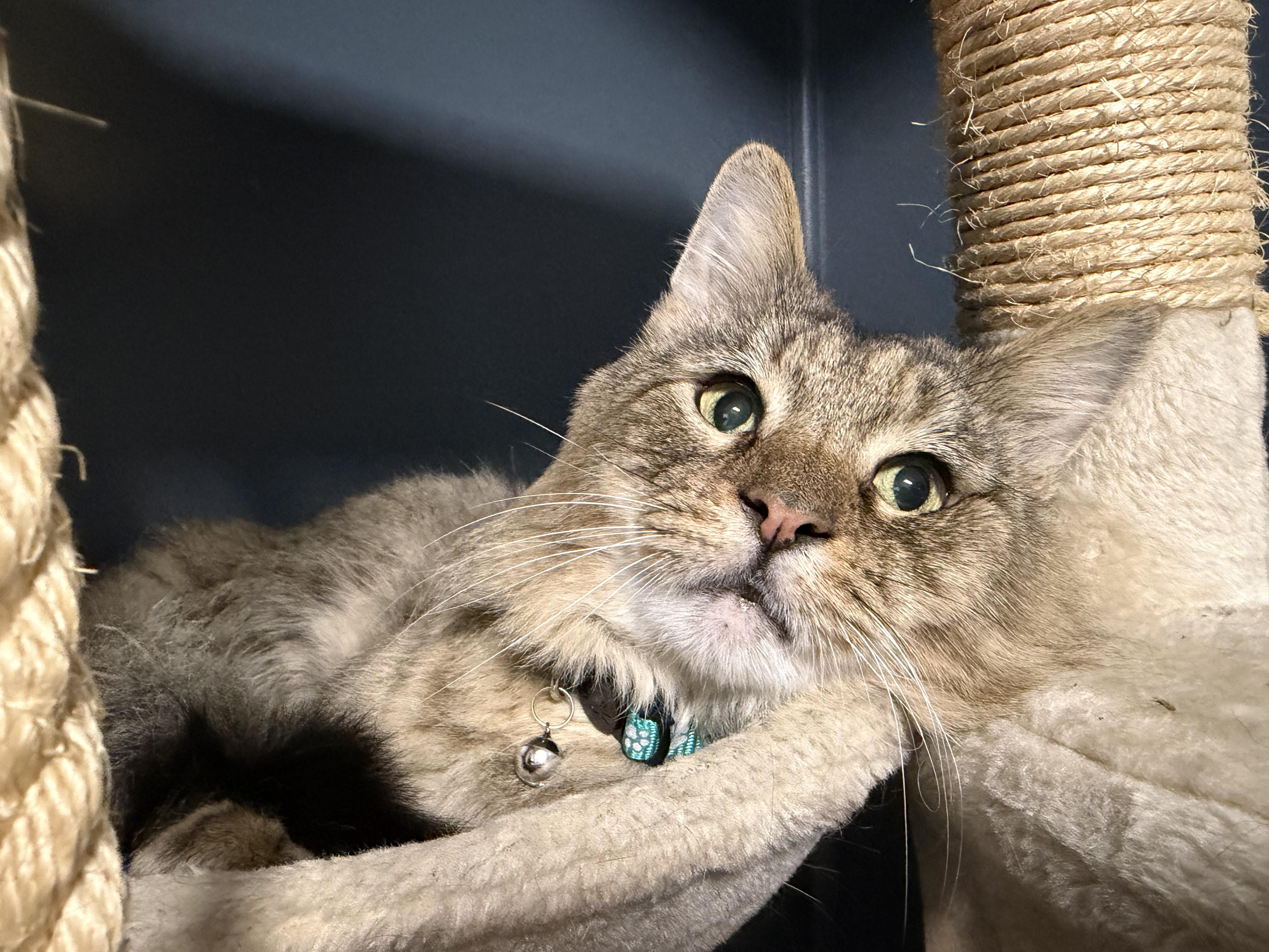 Enlarge Lion, a Adoptable Domestic Medium Hair in Pottsville, PA image 2/4