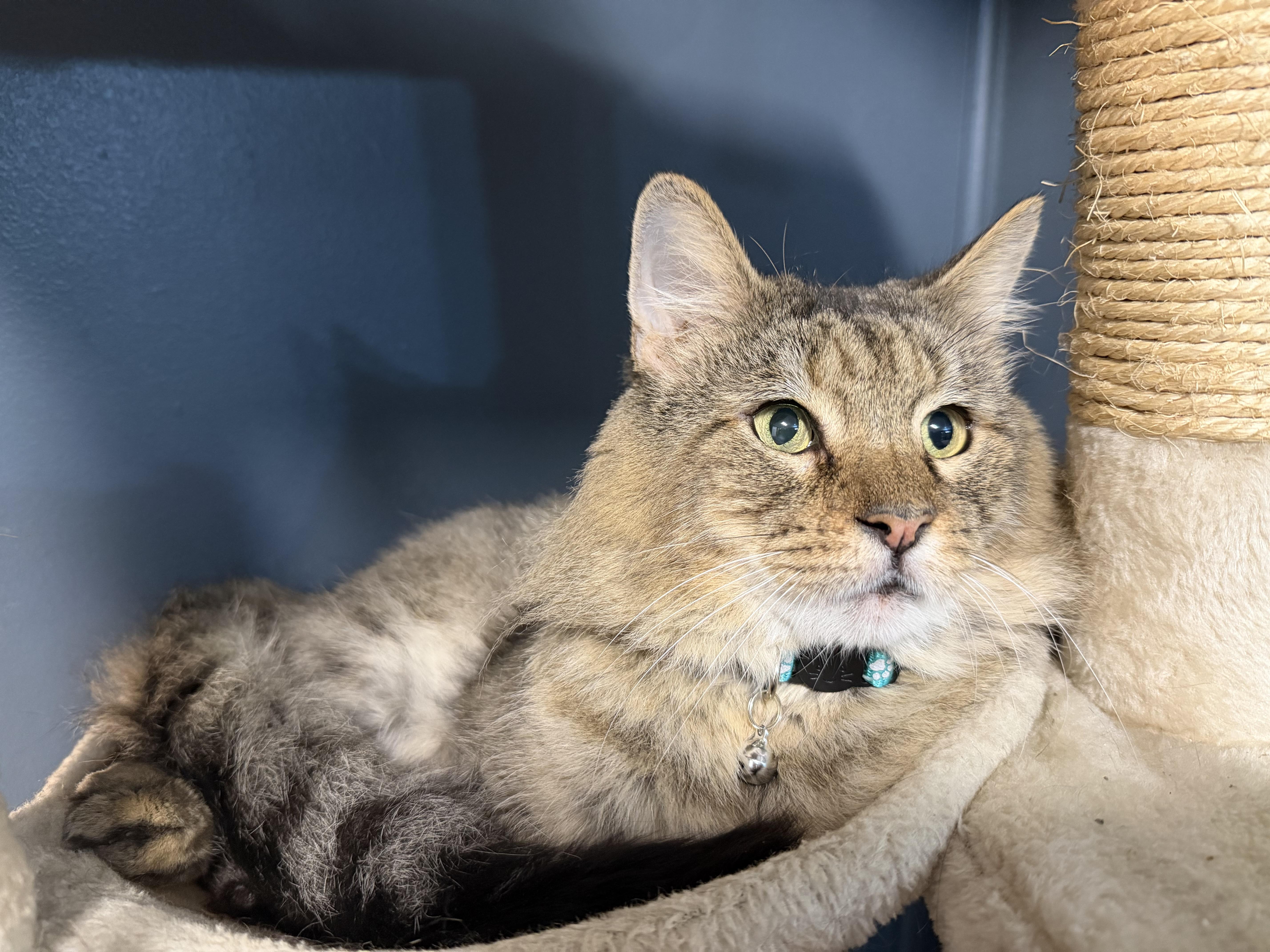 Lion, Adoptable, Adult Male Domestic Medium Hair.