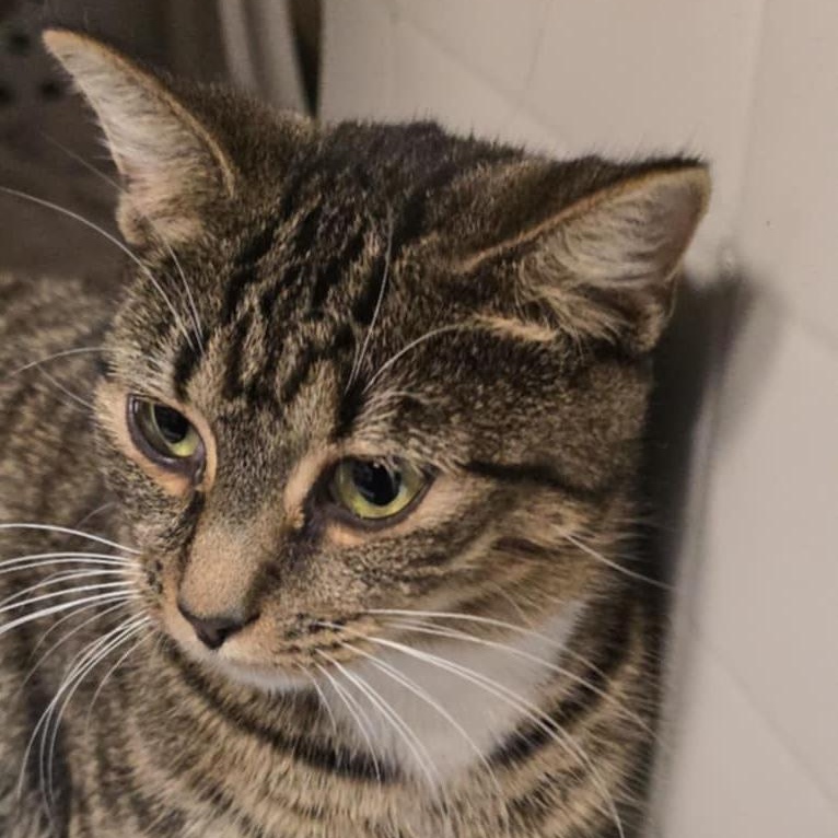 Brandy, a Adoptable Domestic Short Hair in Orange, VA image 2/2