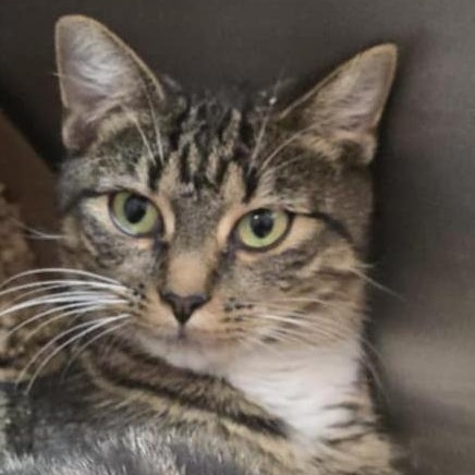 Brandy, Adoptable, Young Female Domestic Short Hair.