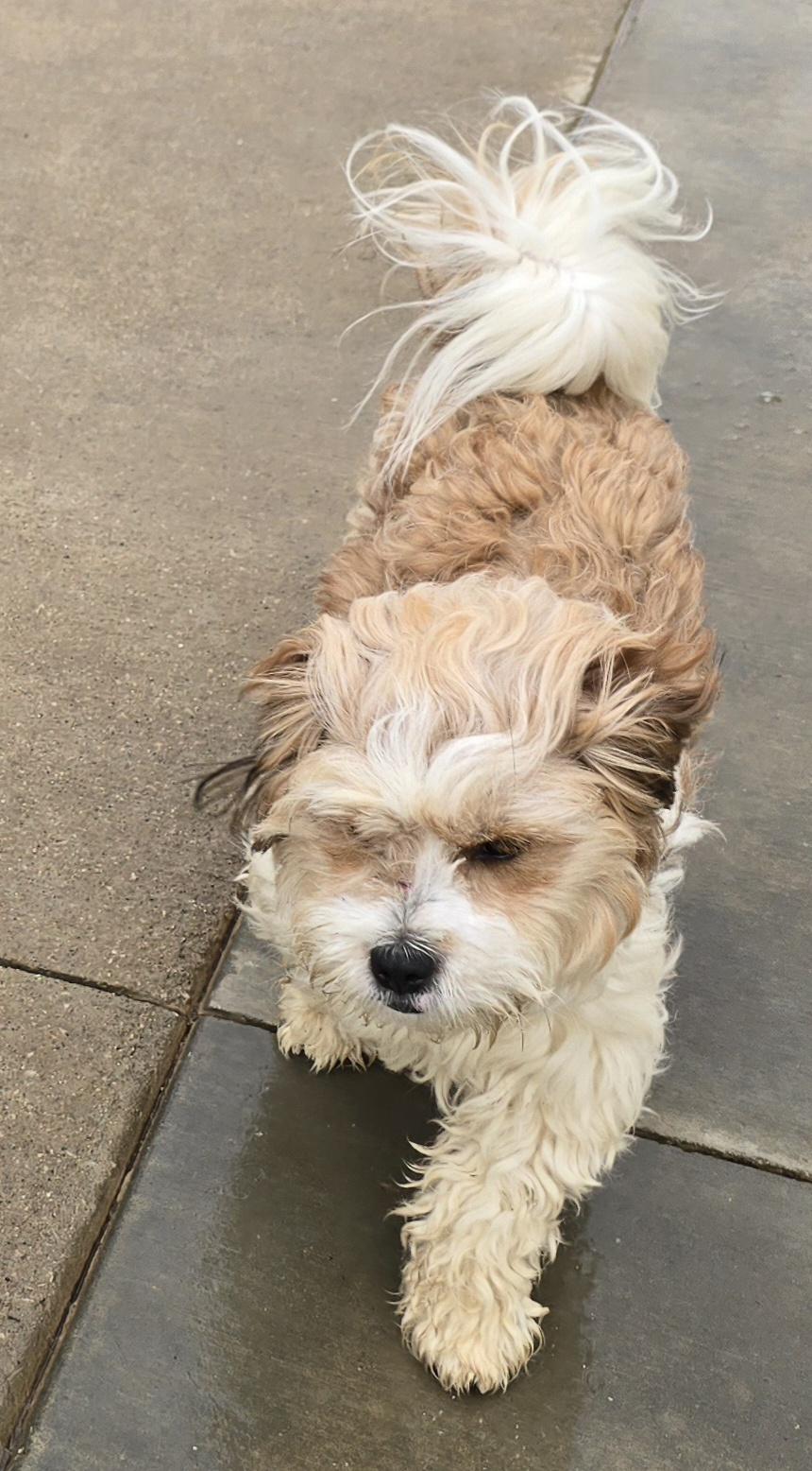 Enlarge Bubbles, an adopted mixed breed in Terre Haute, IN image 2/6