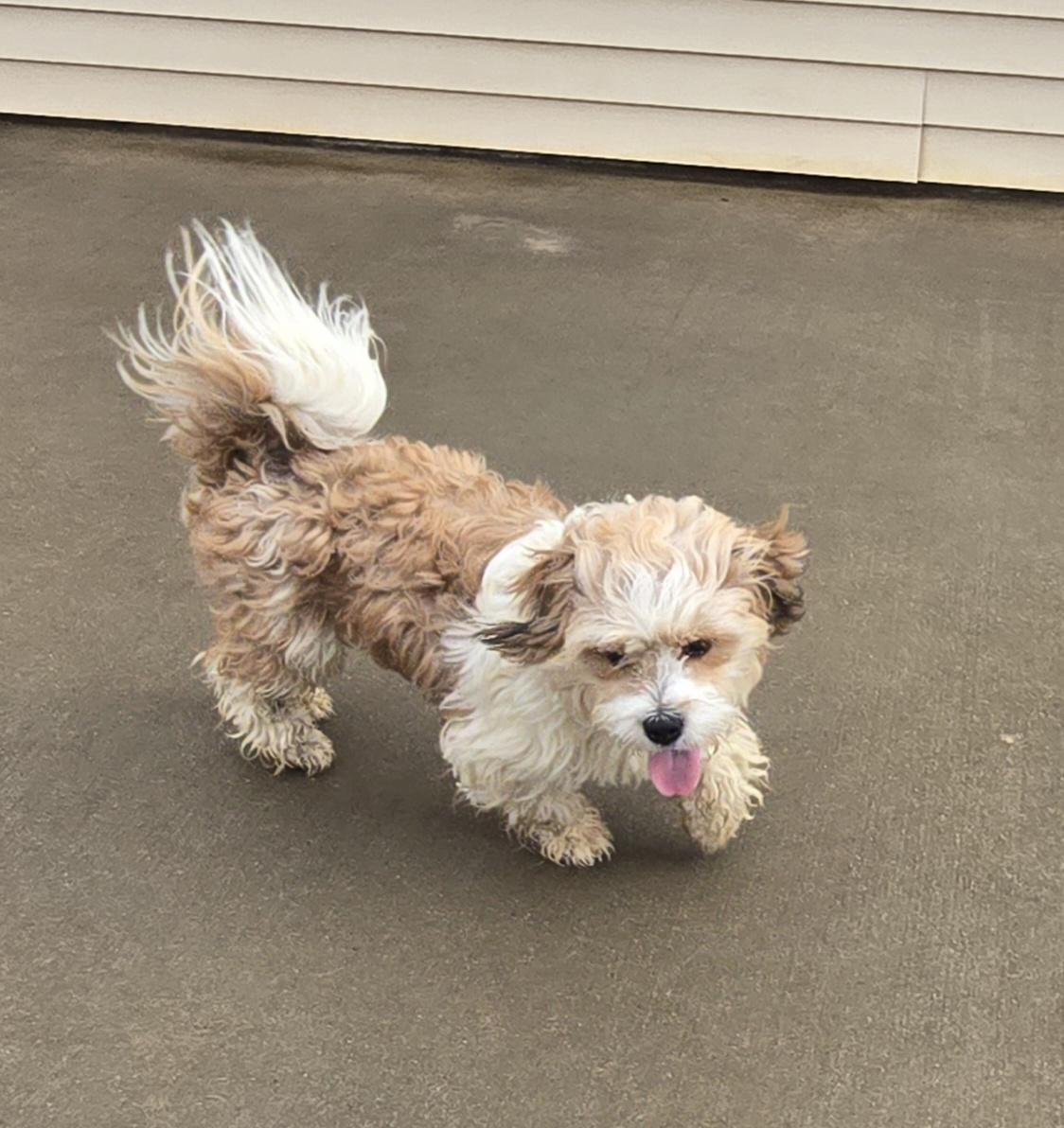 Bubbles, adopted, Young Male Shih poo & Shih Tzu.