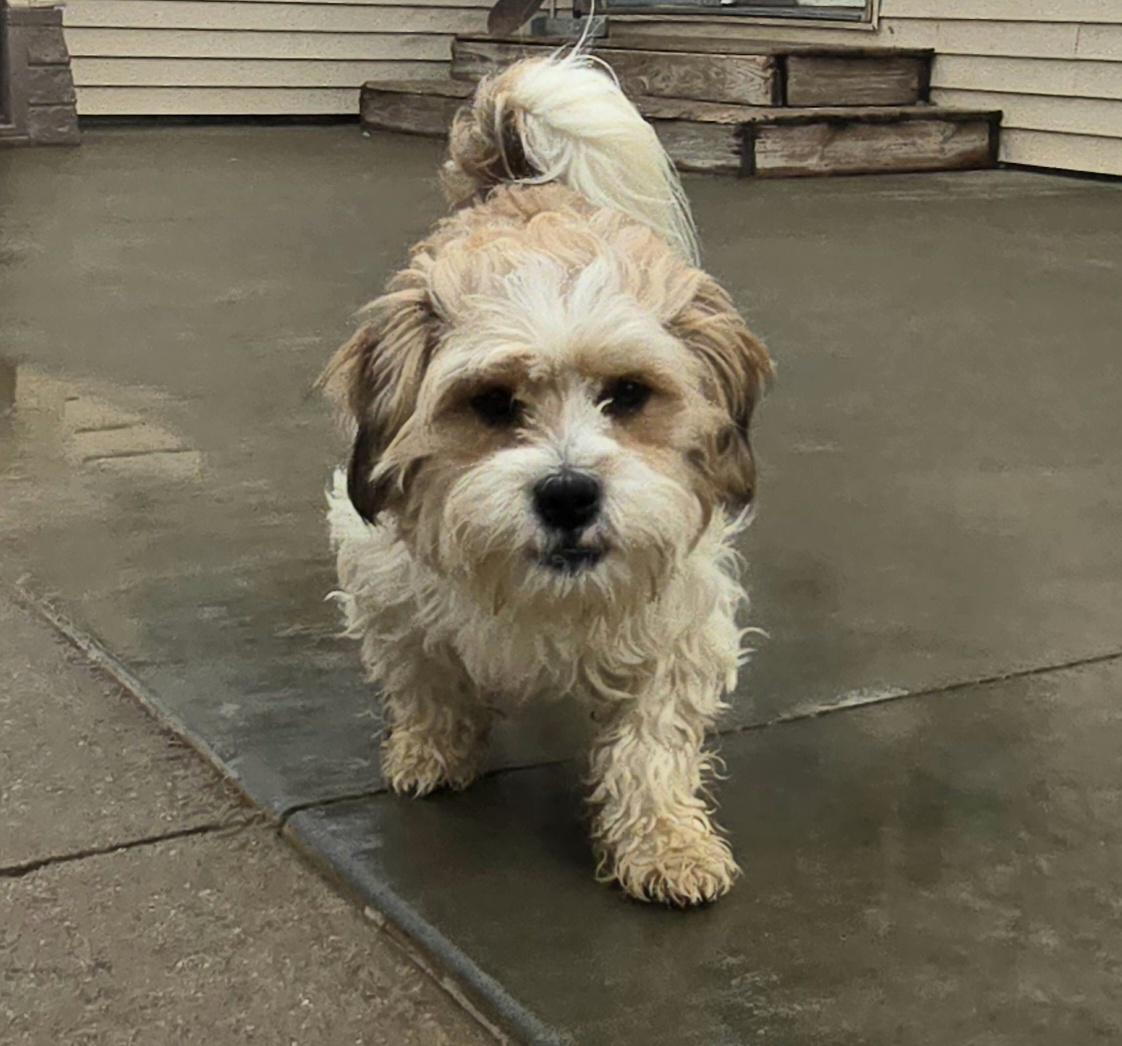 Enlarge Bubbles, an adopted mixed breed in Terre Haute, IN image 5/6