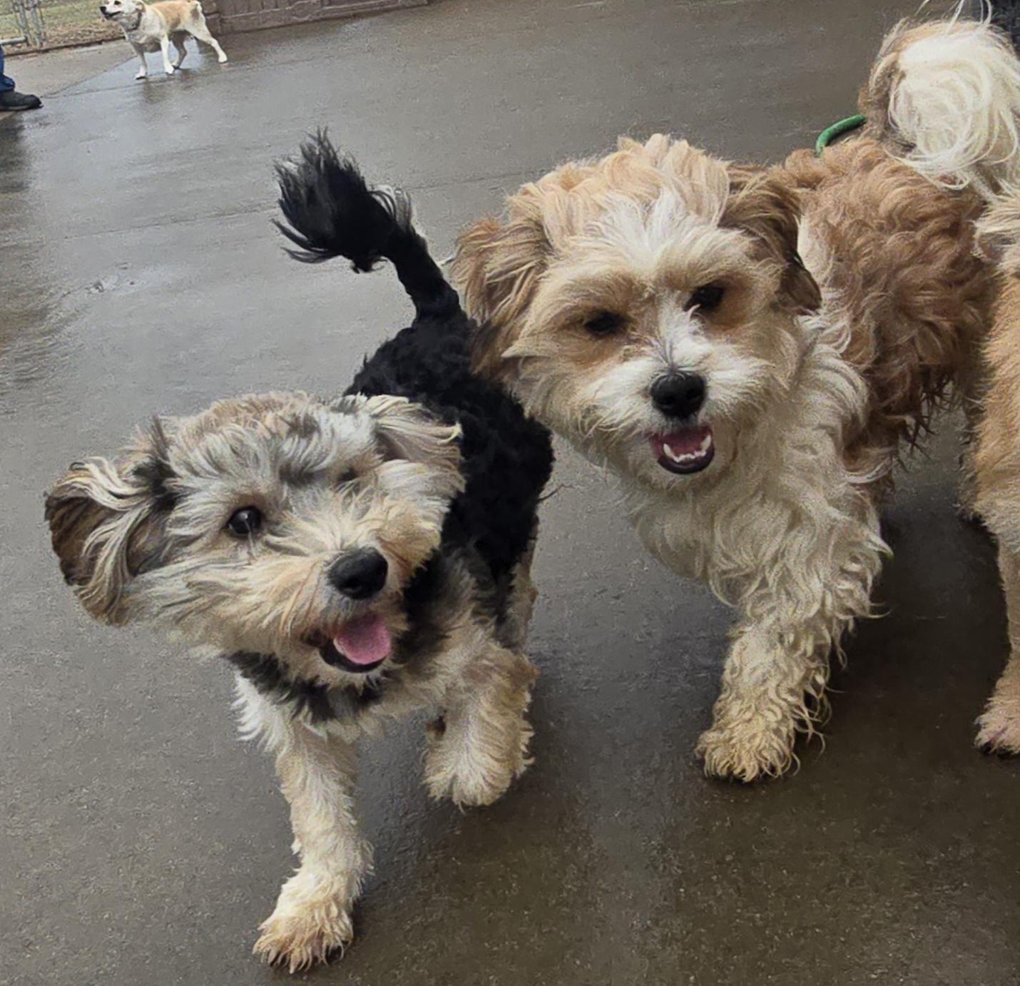 Enlarge Bubbles, an adopted mixed breed in Terre Haute, IN image 3/6