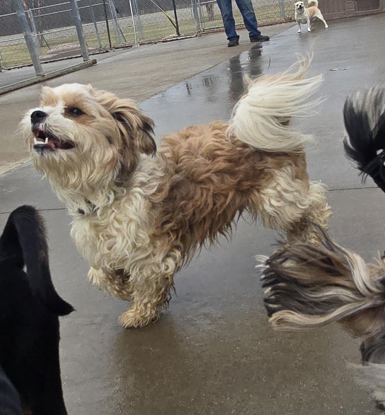 Enlarge Bubbles, an adopted mixed breed in Terre Haute, IN image 4/6