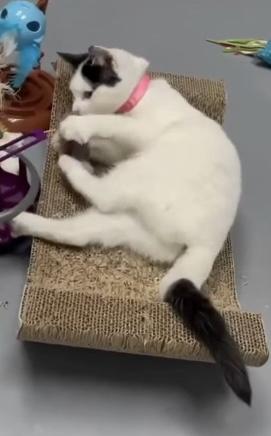 Enlarge MooMoo, an adopted mixed breed in Morganton, NC image 2/4