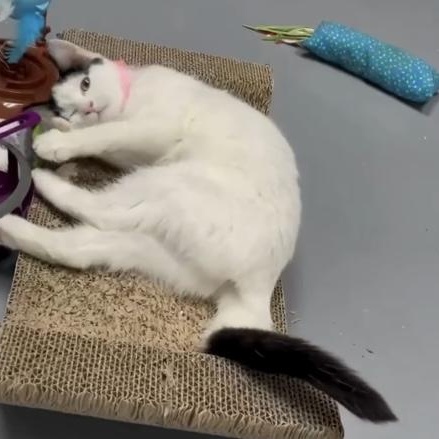 Enlarge MooMoo, an adopted mixed breed in Morganton, NC image 3/4