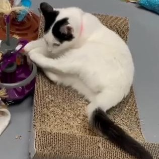 Enlarge MooMoo, an adopted mixed breed in Morganton, NC image 4/4