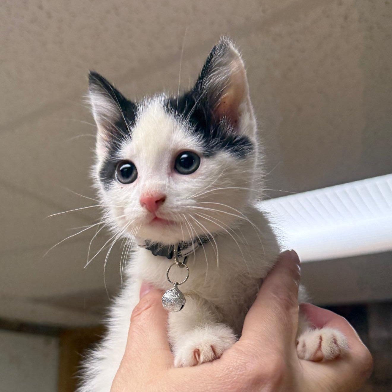 MooMoo, adopted, Kitten Female Domestic Short Hair.