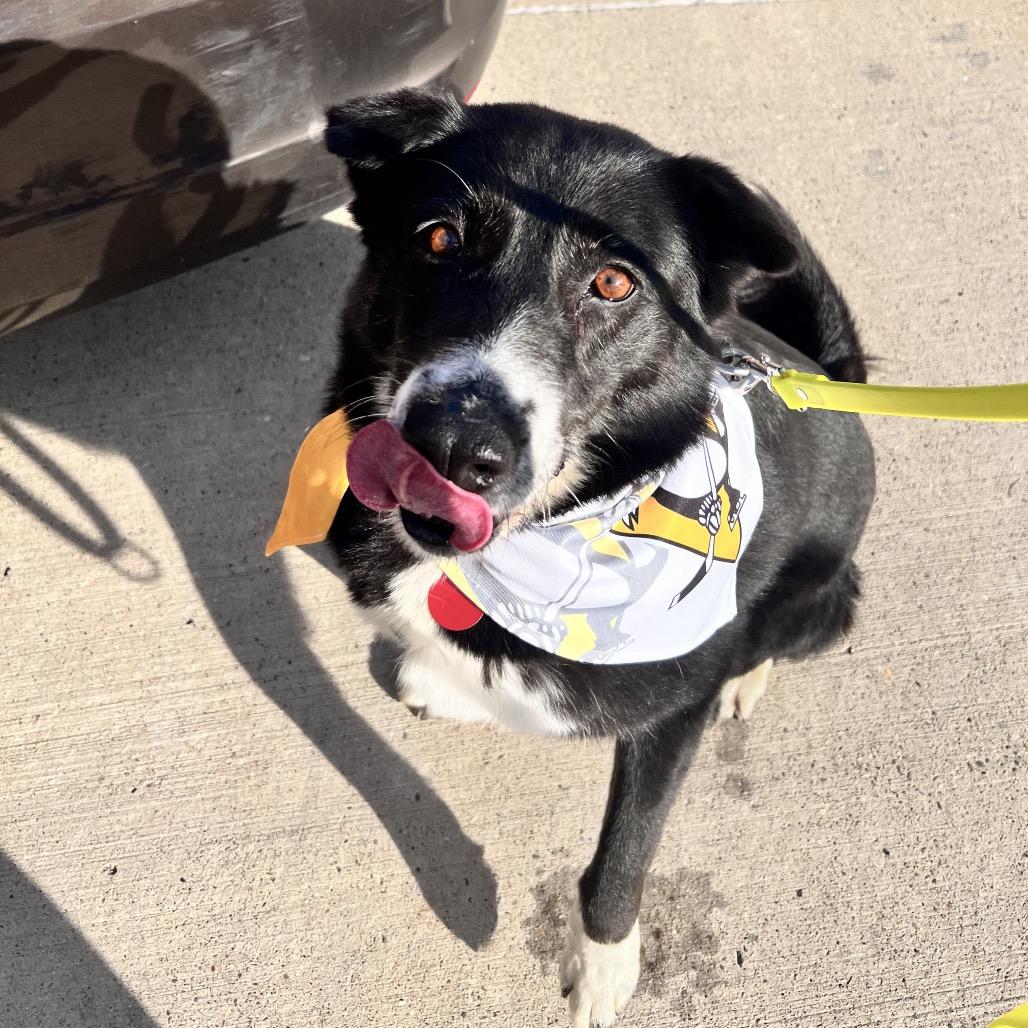 Trixie, Adoptable, Senior Female Mixed Breed.