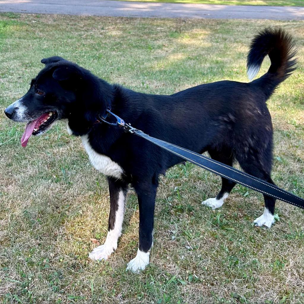 Enlarge Trixie, a Adoptable Mixed Breed in Pittsburgh, PA image 2/6