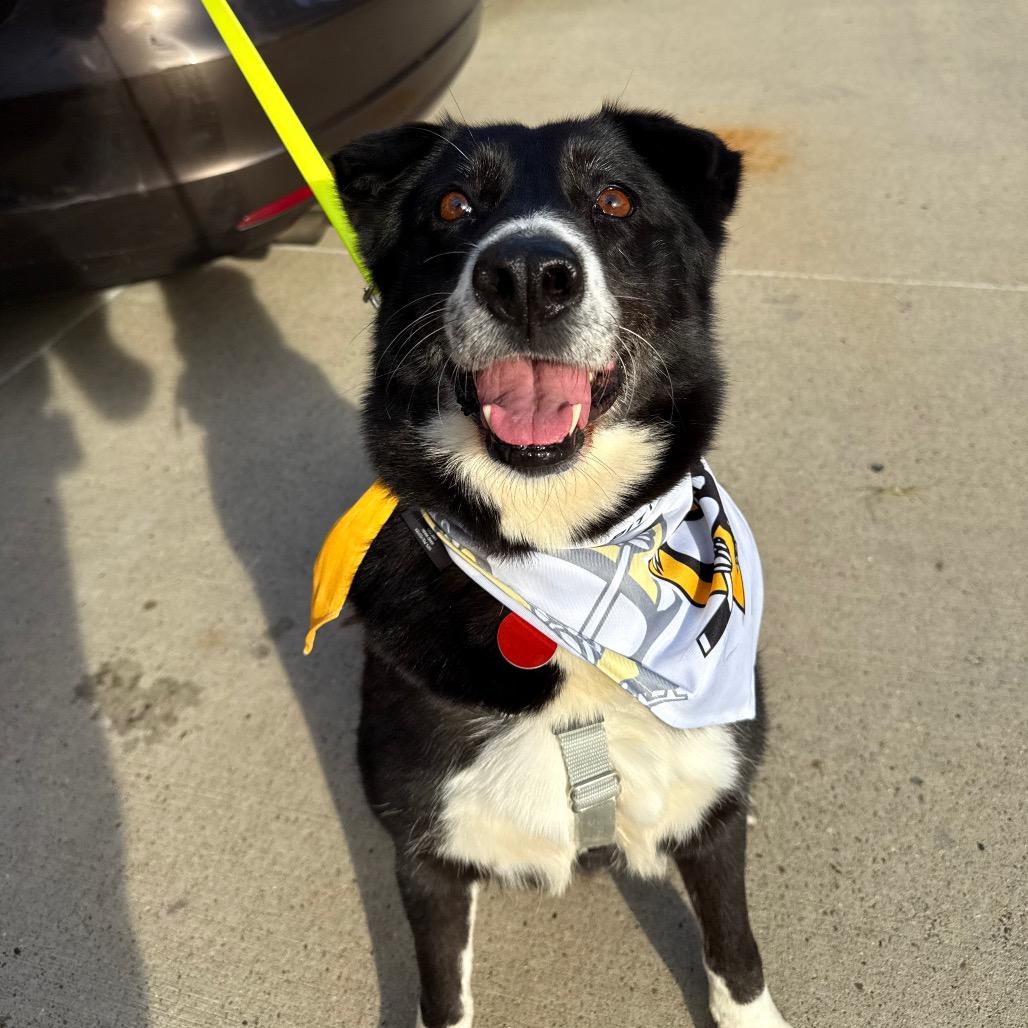 Enlarge Trixie, a Adoptable Mixed Breed in Pittsburgh, PA image 3/6