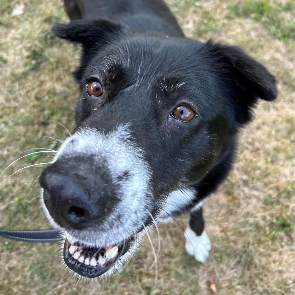 Enlarge Trixie, a Adoptable Mixed Breed in Pittsburgh, PA image 4/6