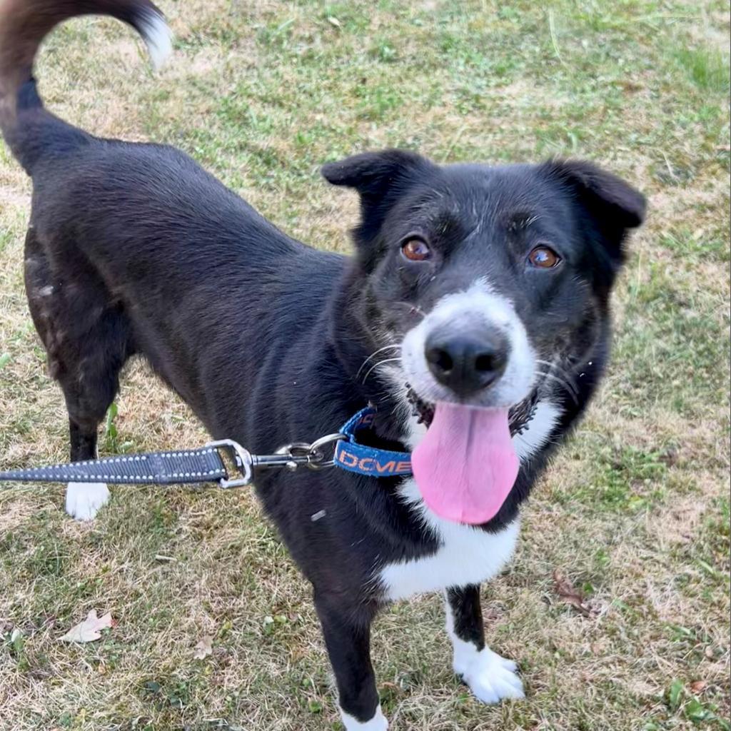 Enlarge Trixie, a Adoptable Mixed Breed in Pittsburgh, PA image 5/6