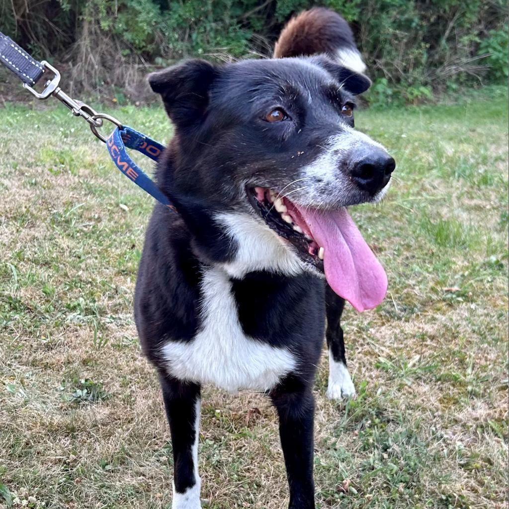 Enlarge Trixie, a Adoptable Mixed Breed in Pittsburgh, PA image 6/6