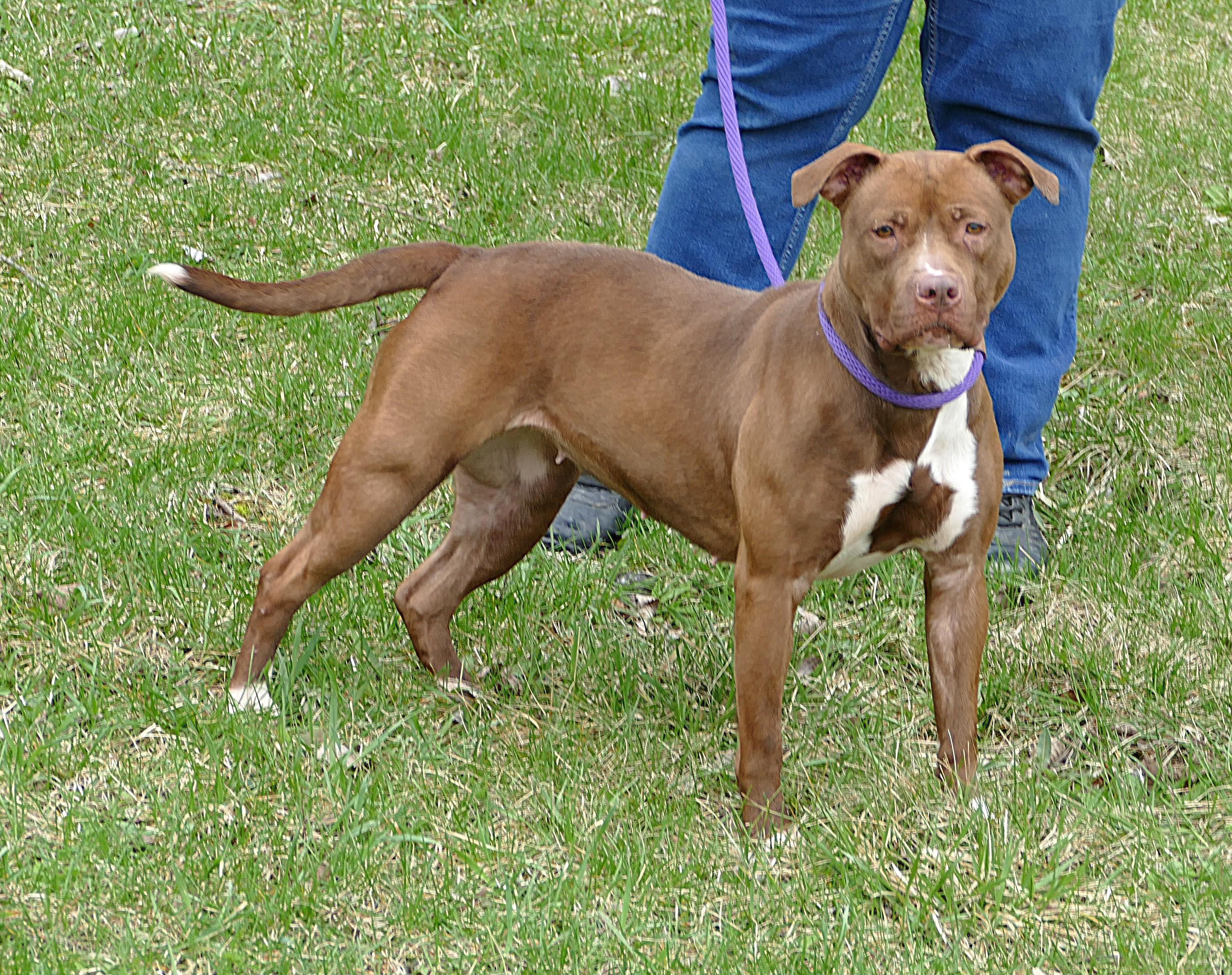 Enlarge SUGAR, a ADOPTABLE mixed breed in Beechbottom, WV image 3/4