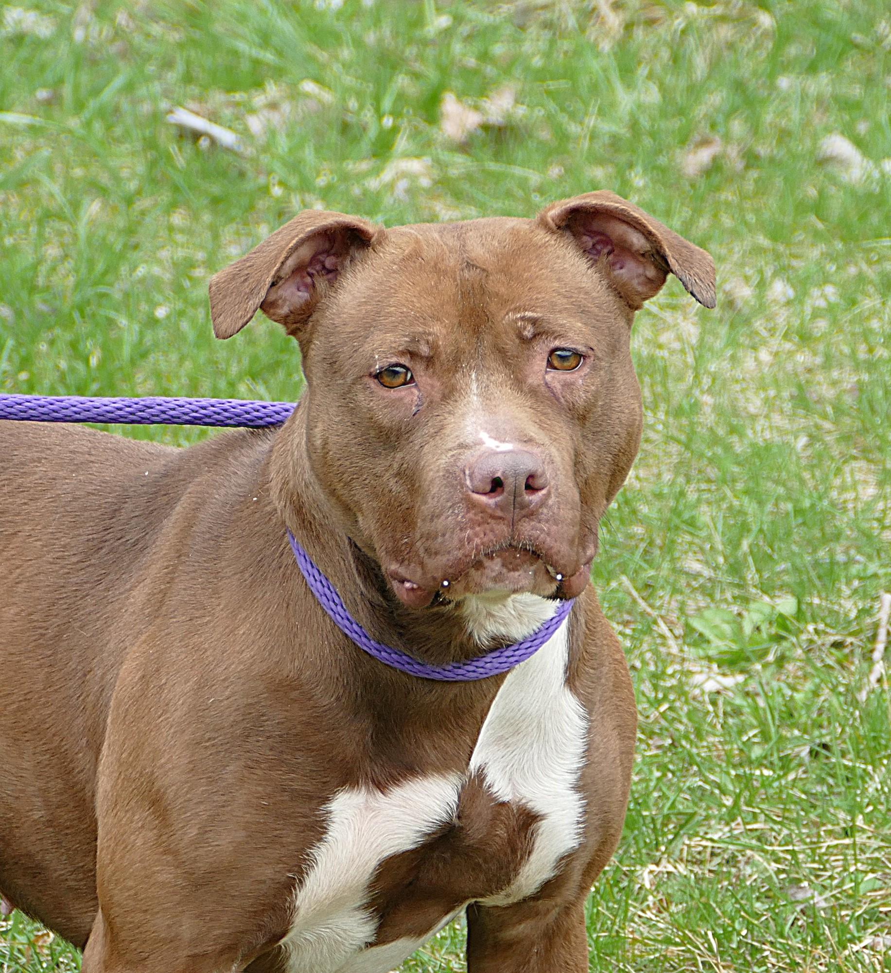 Enlarge SUGAR, a ADOPTABLE mixed breed in Beechbottom, WV image 1/4