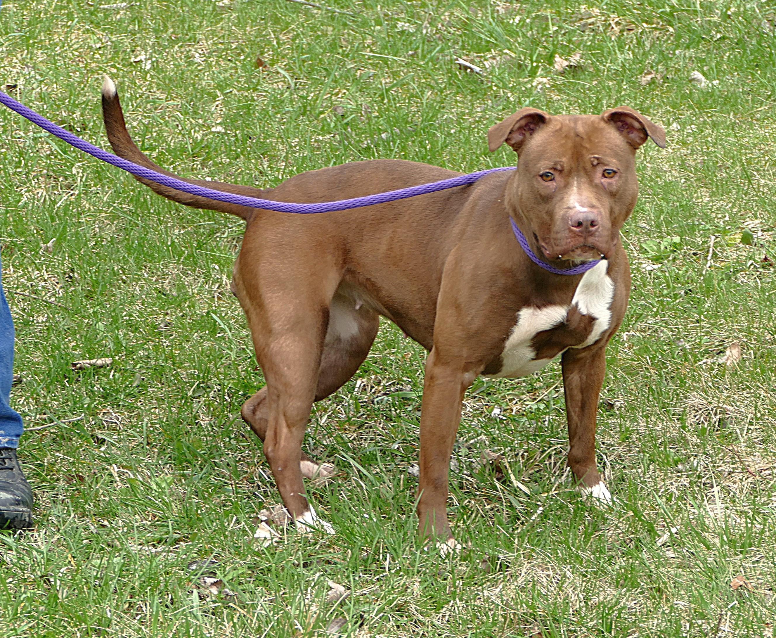 Enlarge SUGAR, a ADOPTABLE mixed breed in Beechbottom, WV image 2/4