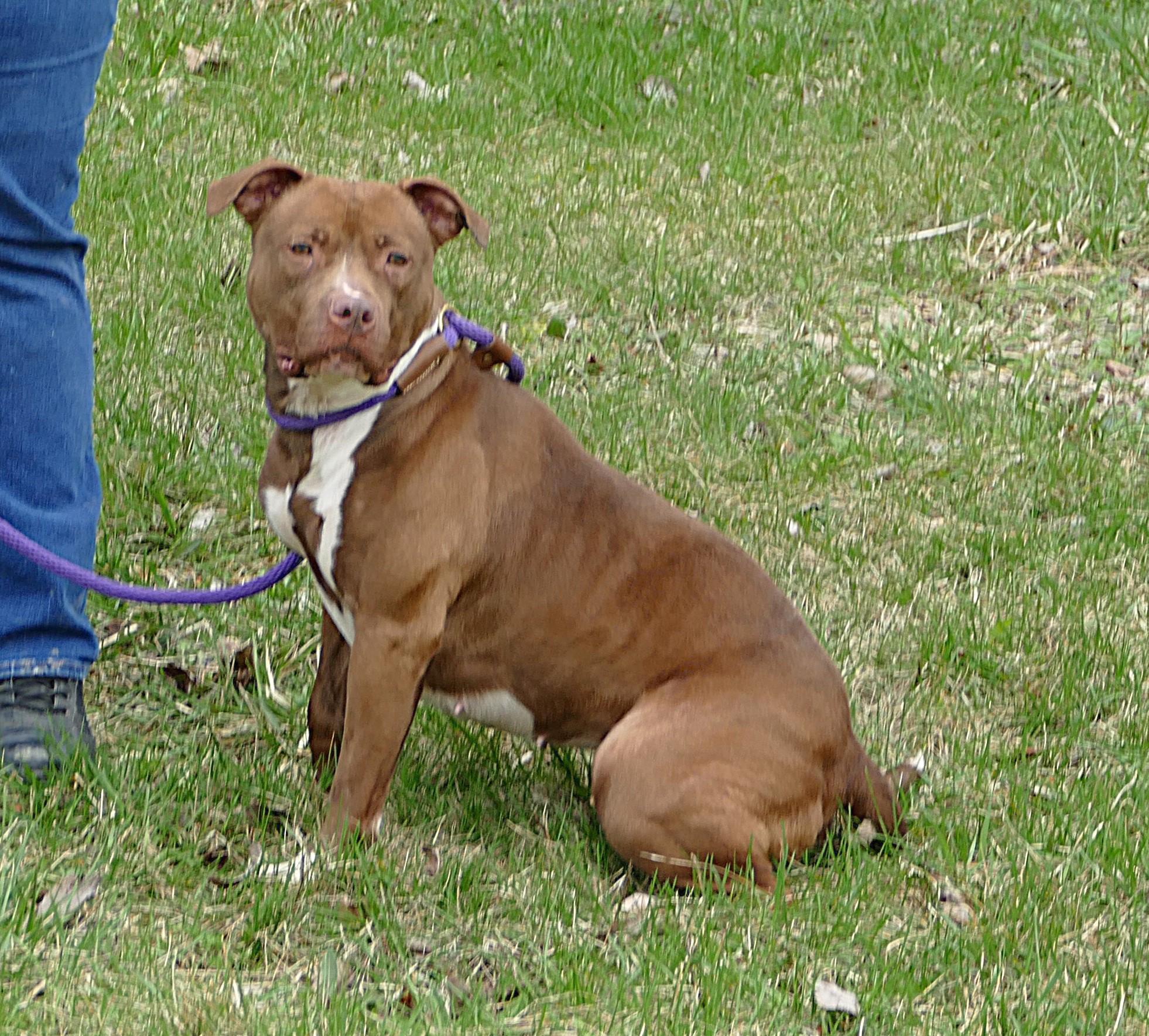 Enlarge SUGAR, a ADOPTABLE mixed breed in Beechbottom, WV image 4/4