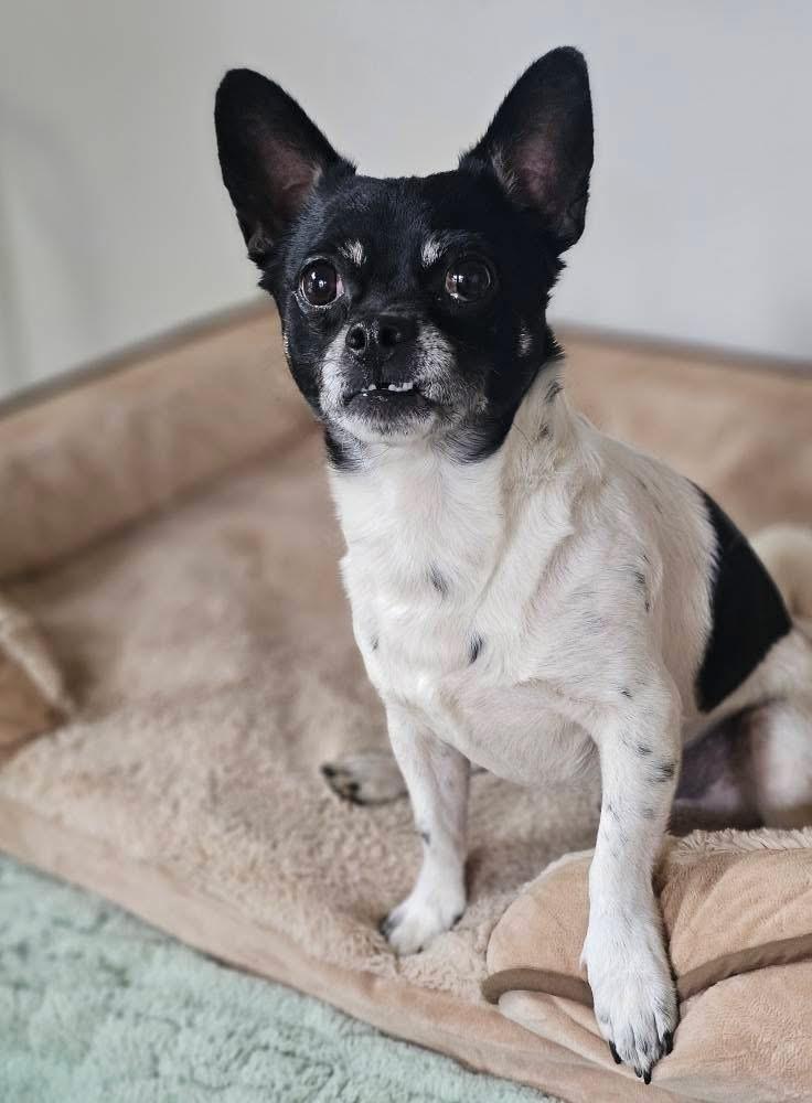 Rio, Adoptable, Adult Male Pug & Chihuahua.