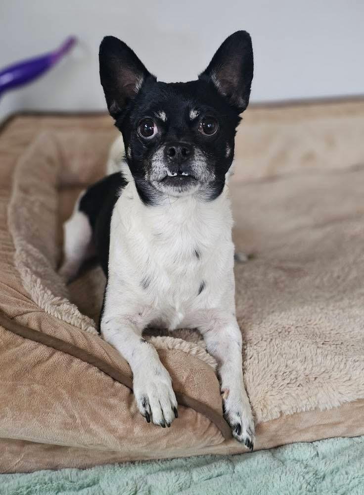 Rio, a Adoptable mixed breed in Chattanooga, TN image 2/4