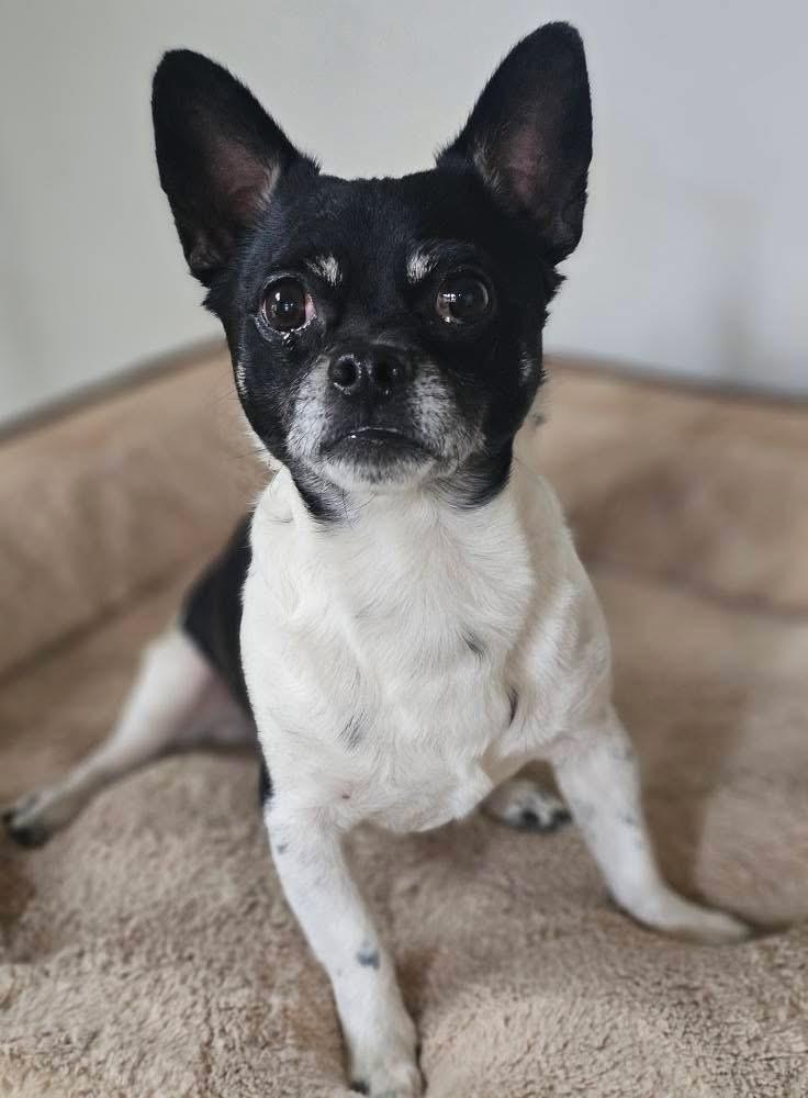 Rio, a Adoptable mixed breed in Chattanooga, TN image 4/4